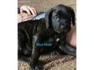 Mastiff Puppy for sale in Montpelier, OH, USA