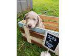Labrador Retriever Puppy for sale in Bloomingdale, MI, USA