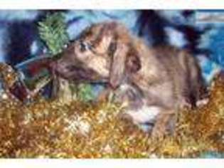 Irish Wolfhound Puppy for sale in Reno, NV, USA