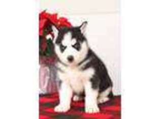 Siberian Husky Puppy for sale in Arthur, IL, USA