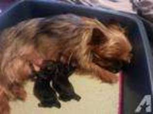 Yorkshire Terrier Puppy for sale in NEW BERLIN, WI, USA