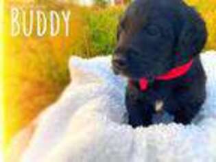Labradoodle Puppy for sale in Elbert, CO, USA