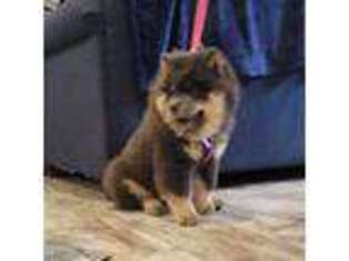 Chow Chow Puppy for sale in Floyd, VA, USA