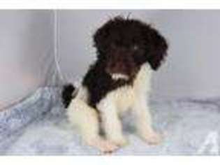 Labradoodle Puppy for sale in KOUNTZE, TX, USA