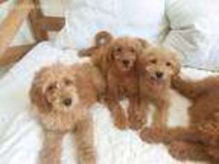 Goldendoodle Puppy for sale in Owingsville, KY, USA