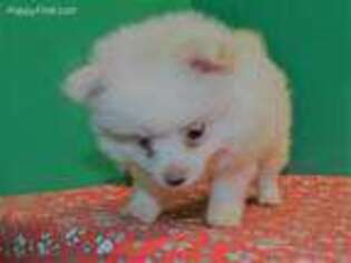 Pomeranian Puppy for sale in Paterson, NJ, USA