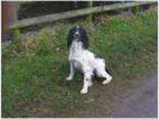 English Springer Spaniel Puppy for sale in Bargoed, Gwent (Wales), United Kingdom