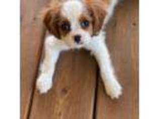 Cavalier King Charles Spaniel Puppy for sale in London, KY, USA