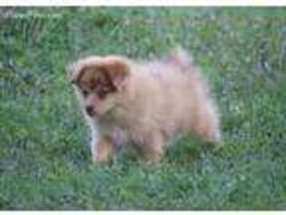 Pomeranian Puppy for sale in Quitman, GA, USA