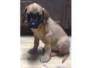 Mastiff Puppy for sale in Annville, PA, USA