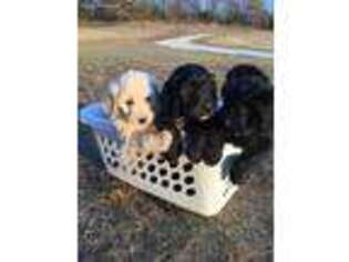 Goldendoodle Puppy for sale in Mount Sterling, KY, USA