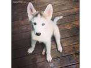 Siberian Husky Puppy for sale in Perry, IA, USA