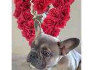French Bulldog Puppy for sale in Chamois, MO, USA