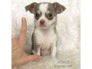 Chihuahua Puppy for sale in Lansing, MI, USA