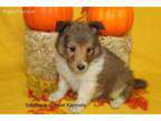 Shetland Sheepdog Puppy for sale in Lexington, NC, USA