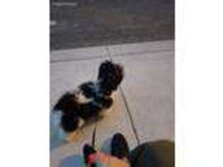 Havanese Puppy for sale in Philadelphia, PA, USA