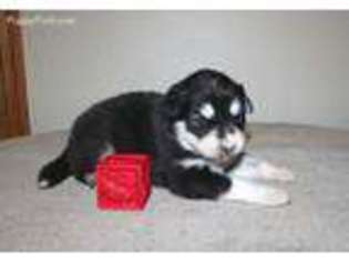 Alaskan Malamute Puppy for sale in Liberal, MO, USA