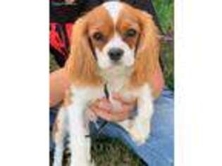 Cavalier King Charles Spaniel Puppy for sale in Grass Valley, CA, USA