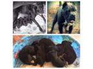 Cane Corso Puppy for sale in MOUNT MORRIS, NY, USA