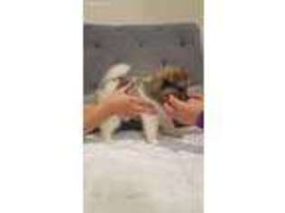 Pomeranian Puppy for sale in Surprise, AZ, USA