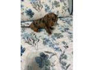 Dachshund Puppy for sale in Rising Sun, MD, USA