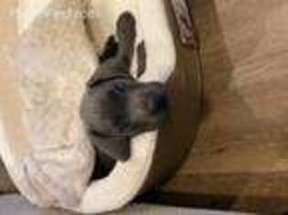 Alapaha Blue Blood Bulldog Puppy for sale in Destin, FL, USA