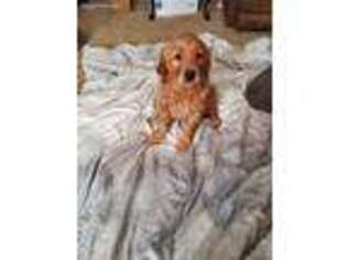 Golden Retriever Puppy for sale in Lewistown, MT, USA