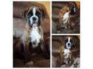 Boxer Puppy for sale in WEST PADUCAH, KY, USA