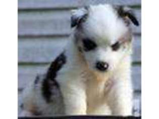 Border Collie Puppy for sale in PORT CHARLOTTE, FL, USA