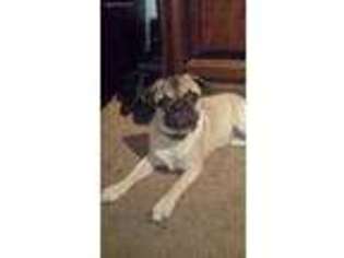 Pug Puppy for sale in Lake Elsinore, CA, USA