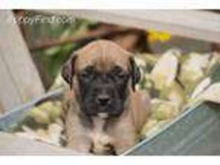 Mastiff Puppy for sale in Prineville, OR, USA