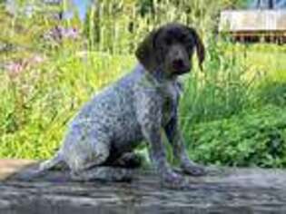German Shorthaired Pointer Puppy for sale in Deary, ID, USA