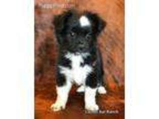 Miniature Australian Shepherd Puppy for sale in Sarcoxie, MO, USA