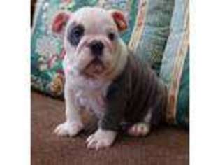 Bulldog Puppy for sale in Stanley, NM, USA