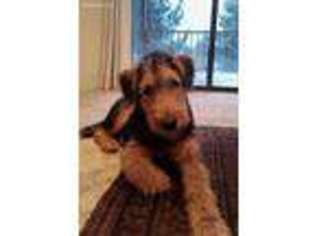 Airedale Terrier Puppy for sale in Galt, CA, USA