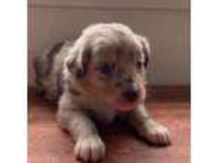 Mutt Puppy for sale in Duluth, MN, USA