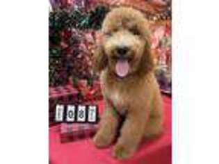 Goldendoodle Puppy for sale in Ashland, KY, USA