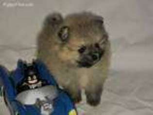 Pomeranian Puppy for sale in Ardmore, OK, USA