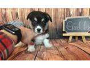 Pembroke Welsh Corgi Puppy for sale in Eaton, CO, USA