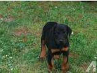 Doberman Pinscher Puppy for sale in COLLINWOOD, TN, USA