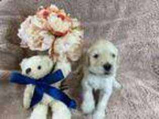 Goldendoodle Puppy for sale in Short Hills, NJ, USA