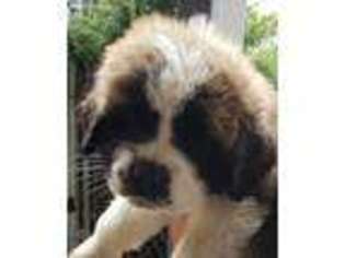 Saint Bernard Puppy for sale in Lewiston, ID, USA