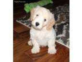 Goldendoodle Puppy for sale in Swanton, OH, USA