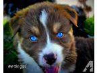 Australian Shepherd Puppy for sale in BRIDGER, MT, USA