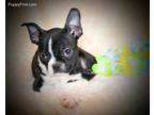 Boston Terrier Puppy for sale in Maple Lake, MN, USA