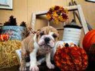 Bulldog Puppy for sale in Englewood, CO, USA