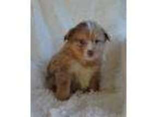 Miniature Australian Shepherd Puppy for sale in Mifflintown, PA, USA