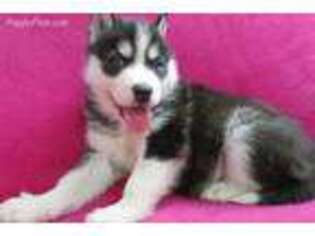 Siberian Husky Puppy for sale in Lancaster, WI, USA