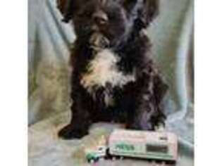 Portuguese Water Dog Puppy for sale in Denver, PA, USA