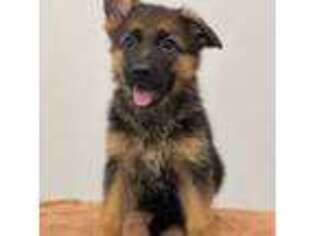German Shepherd Dog Puppy for sale in Rockwall, TX, USA